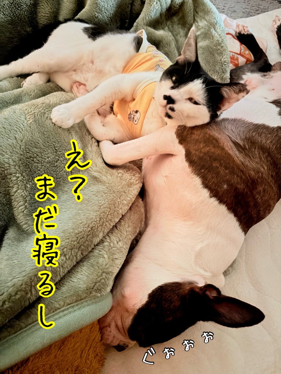 うなぎ犬 tweet media