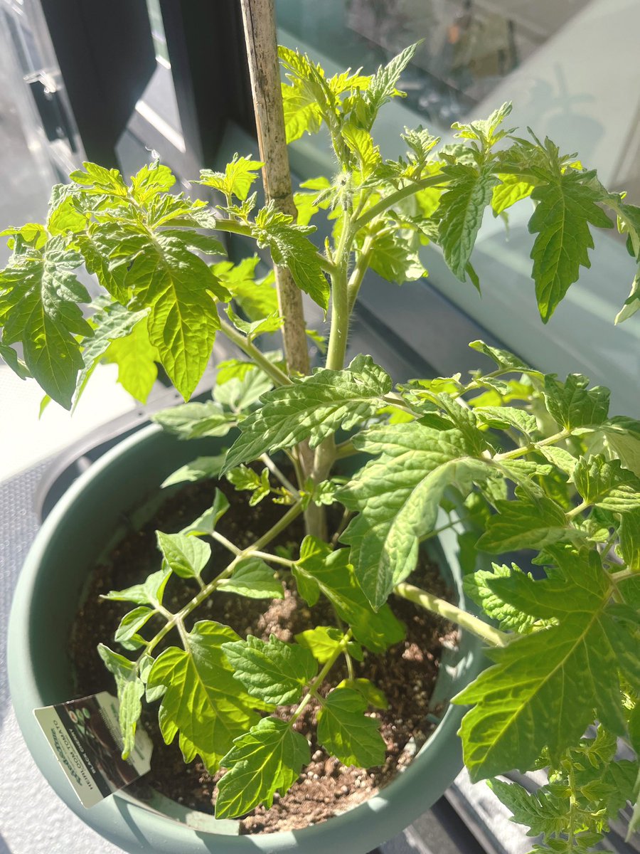 煙_kmr🌷 tweet media