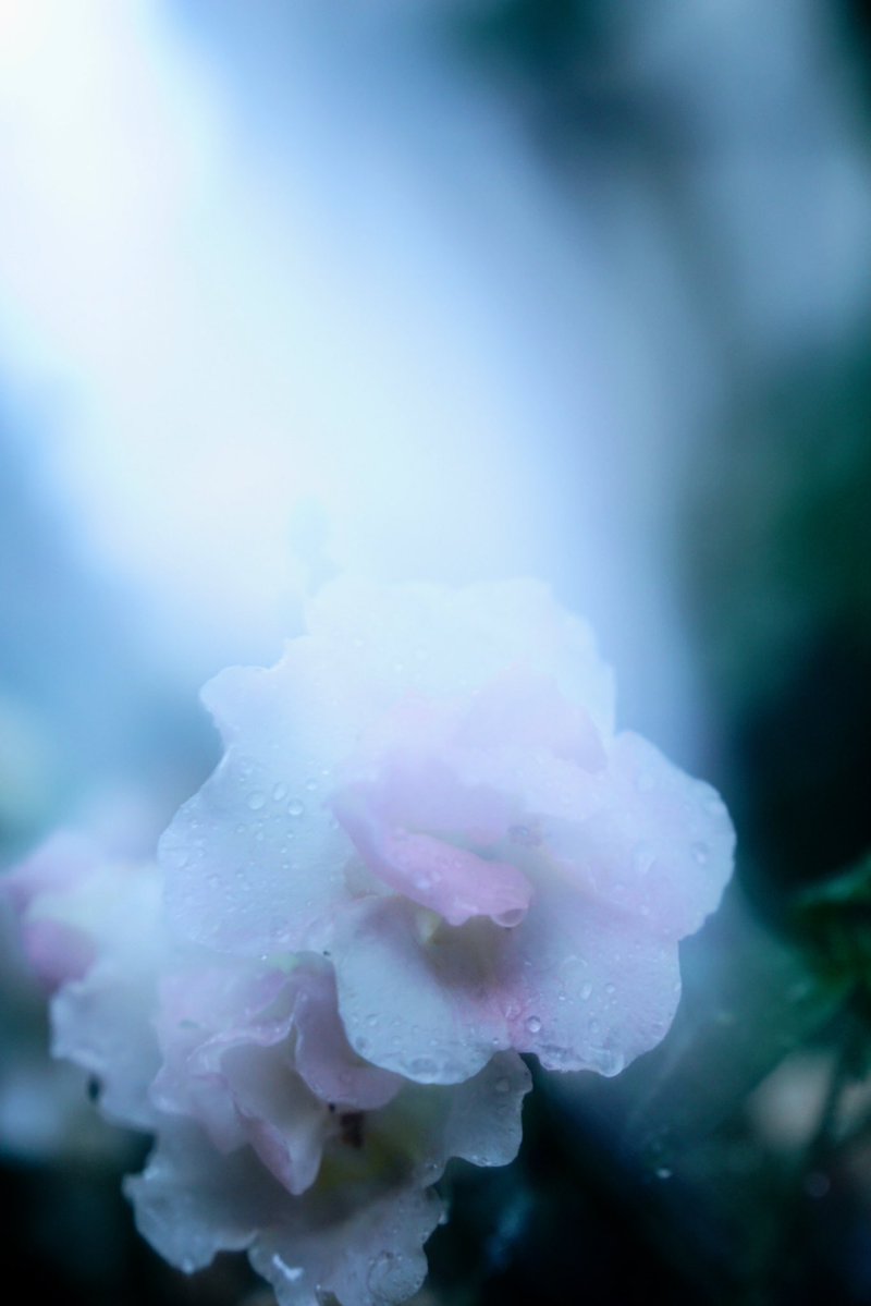 うに tweet media