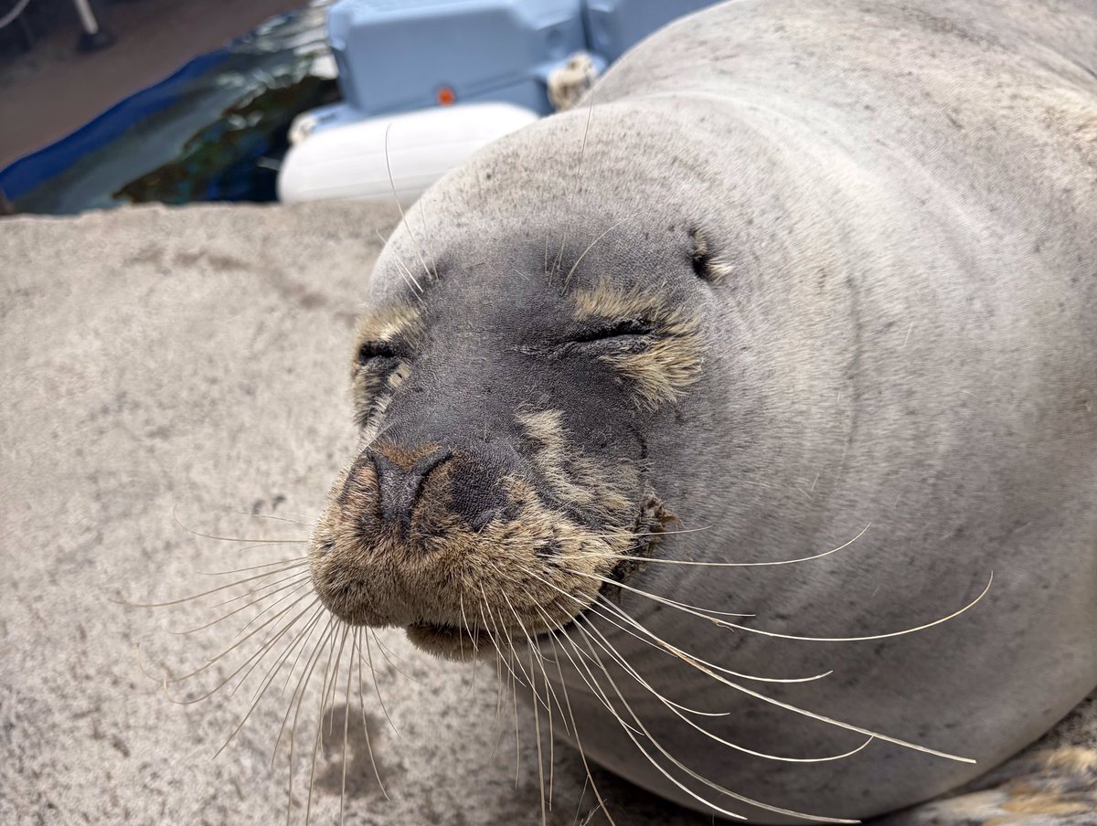 上越市立水族博物館 うみがたり tweet media