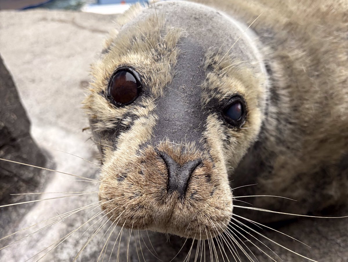 上越市立水族博物館 うみがたり tweet media