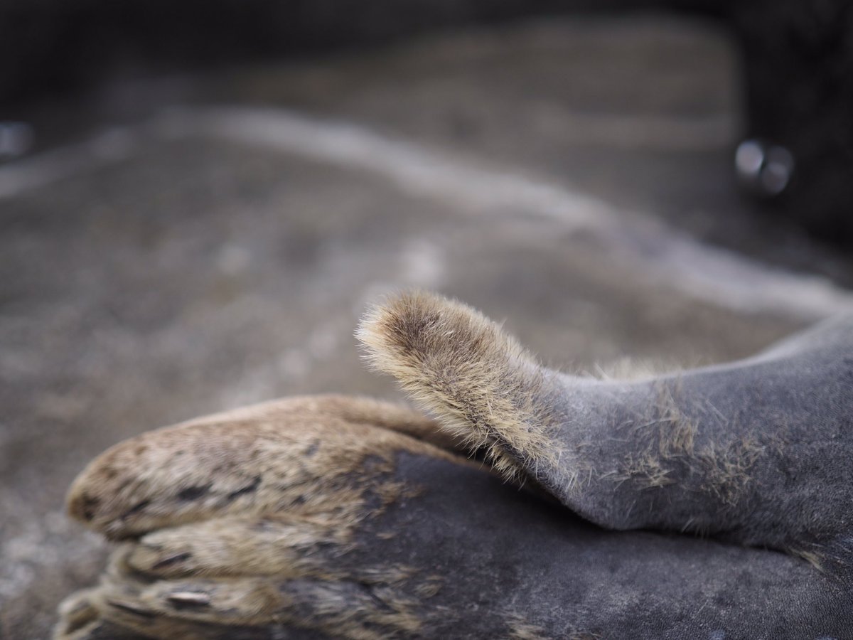 上越市立水族博物館 うみがたり tweet media