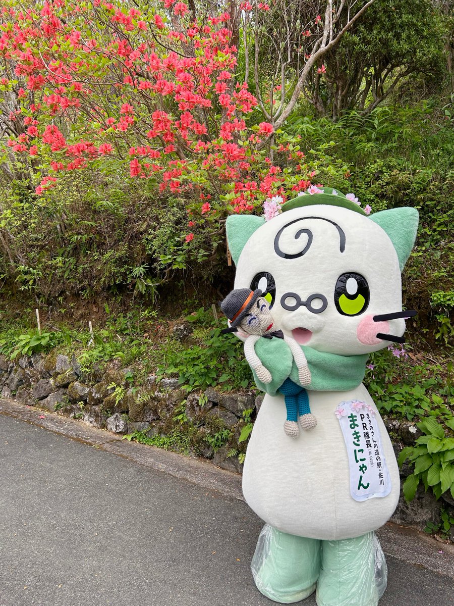 まきにゃん🐱高知県佐川町 tweet media