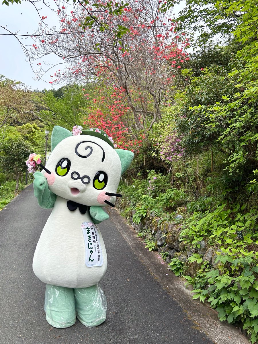 まきにゃん🐱高知県佐川町 tweet media