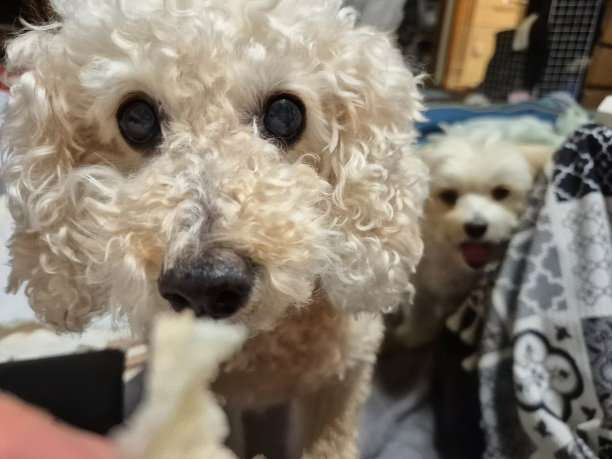 たまこ(ポテりんととおこめプおちょこ) tweet media