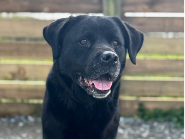 Greenacres Rescue tweet media