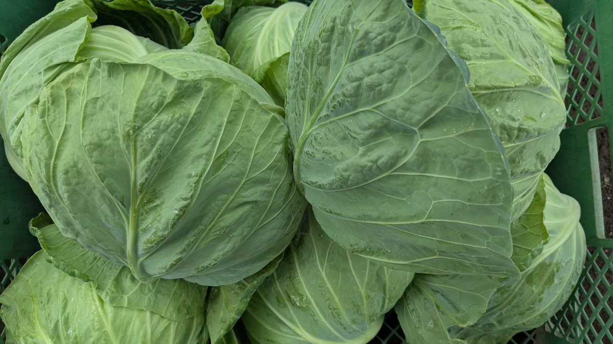 調布ベジトラスト（Farmer’s shop） tweet media