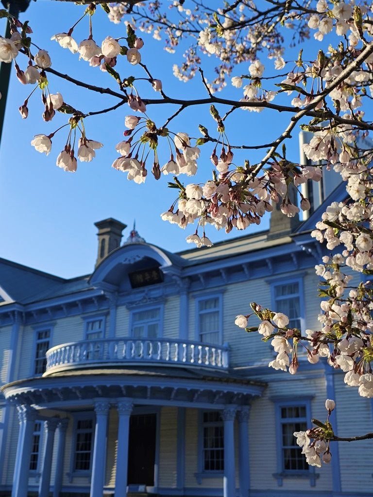 今日4/24は、夜間開館日
20時まで（入館は19時30まで）開館しています

そして満開のサクラと
ライトアップされた豊平館
もお楽しみください

#豊平館 #ライトアップ #夜間開館日 #夜桜 #満開の桜 #さくら #夜間開館 #札幌夜観光 #札幌 #中島公園 #重要文化財 #文化財 #文化財ライトアップ #hoheikan