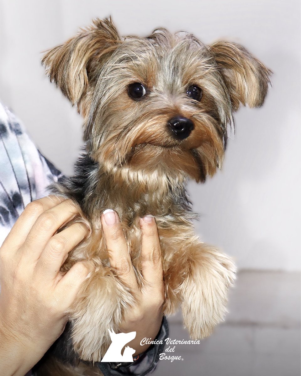 VeterinariadelBosque tweet media