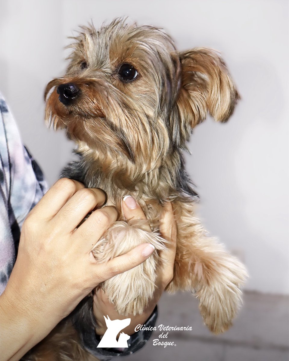 VeterinariadelBosque tweet media