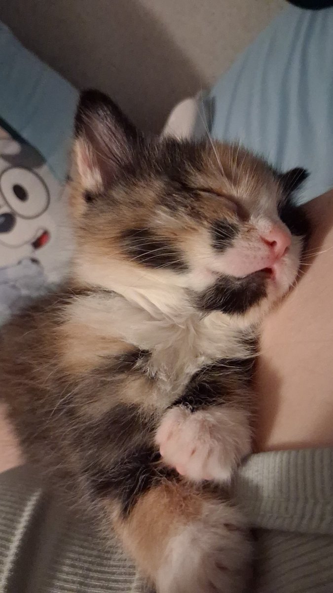 arroszko's tweet photo. They asked me to pick a name today so: Meet Ginger https://t.co/qTtYDYrVne