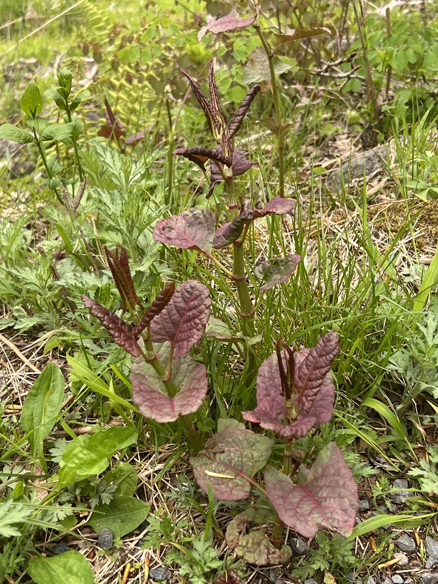 正解は「いたどり」
4月から5月が旬です

虎杖のような食べられる野草や山菜と誤り、有毒な成分を含む植物を食べてしまうことによる食中毒が例年数多く発生しております。
山菜・野草の取扱いはにはくれぐれもご注意ください

知らない野草、山菜は採らない、食べない！
maff.go.jp/j/syouan/nouan…