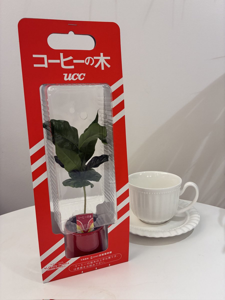 【💡おいしいコーヒーの淹れ方】
①まず、コーヒーの木を育てます🌱