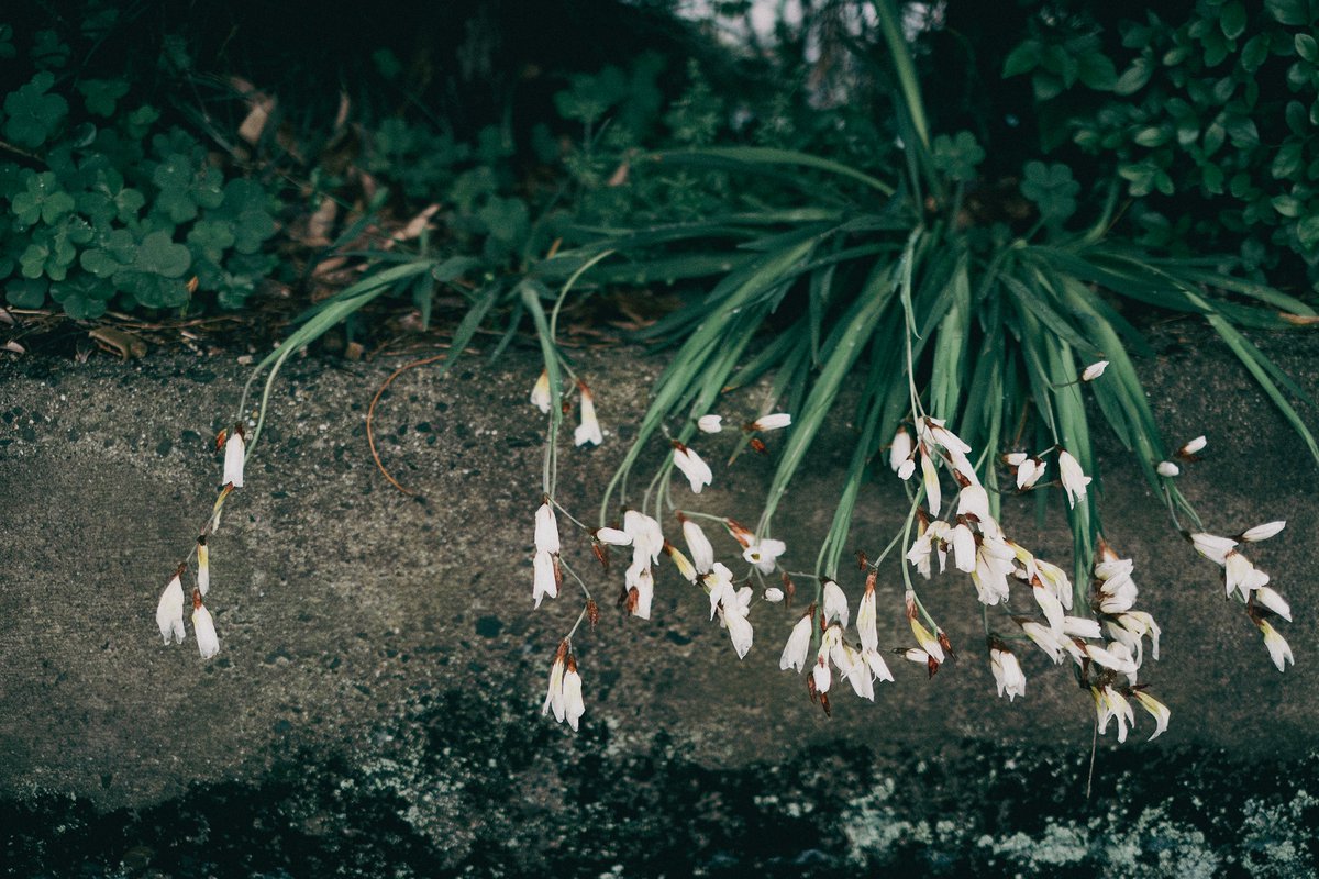 kyubinoneko's tweet image. #photography #JapanVibes 雨上がり