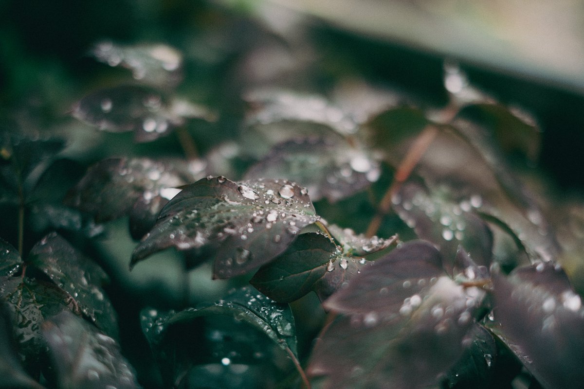 kyubinoneko's tweet image. #photography #JapanVibes 雨上がり