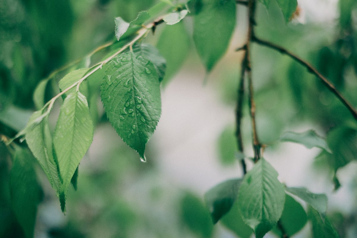 kyubinoneko's tweet image. #photography #JapanVibes 雨上がり