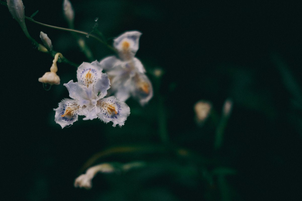 kyubinoneko's tweet image. #photography #JapanVibes 雨上がり