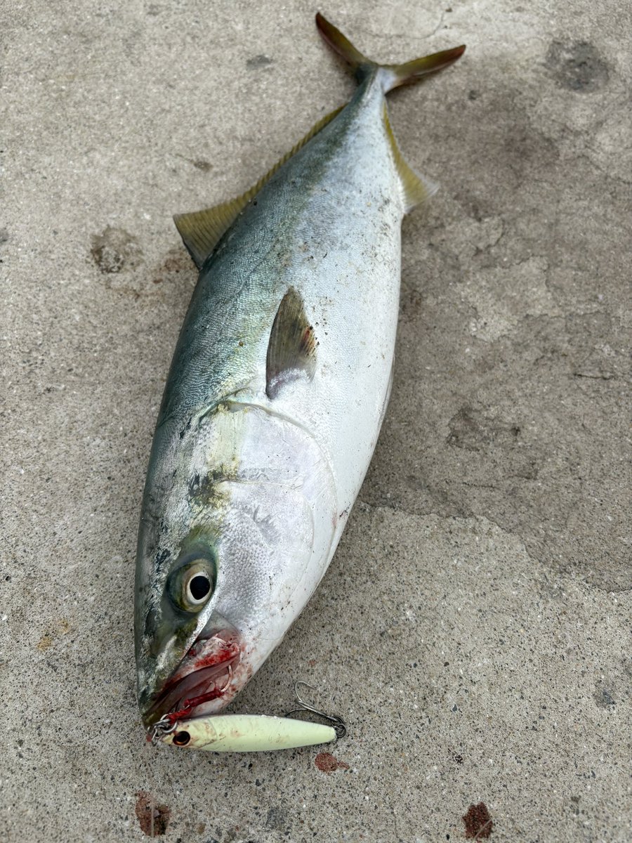 あゆし tweet media