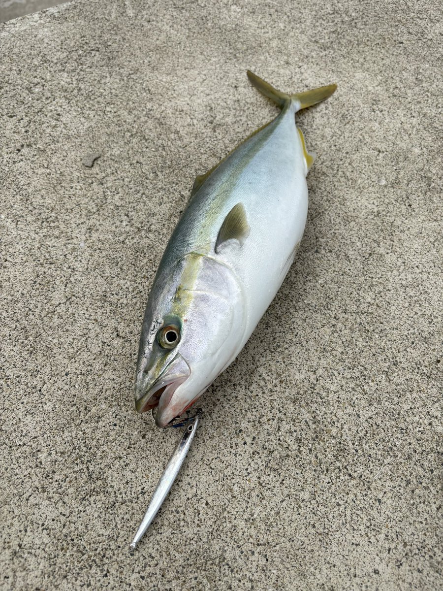 あゆし tweet media