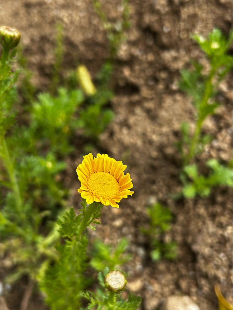 菊菜の花に顔が😶