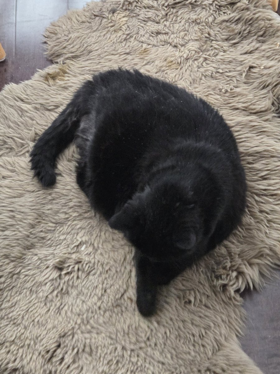 Coco the 21yo Cat 🇨🇦 🦊🎵 tweet media