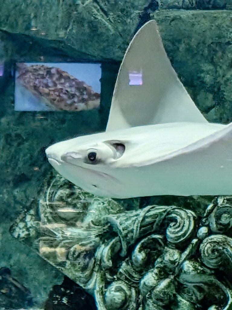 roscoe (the new) raccoon tweet media