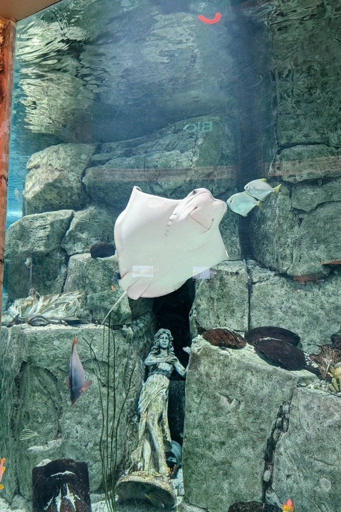 roscoe (the new) raccoon tweet media