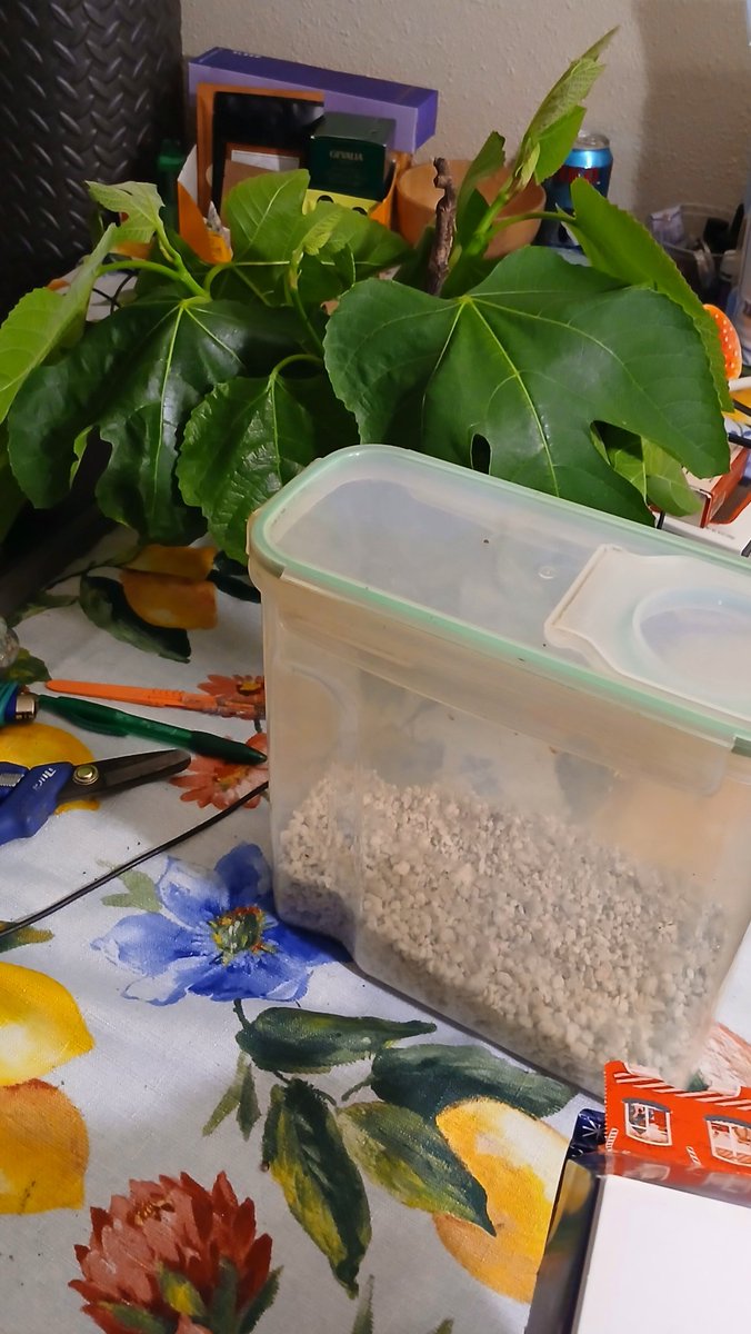 Geoff Stengel ᵍᵐ🦔🐢 tweet media