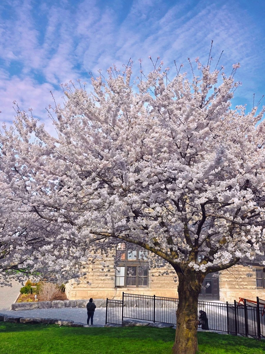 Kat_in_niagara's tweet image. Beautiful Cherry tree today. 🍒🌸
 #StormHour @ThePhotoHour #ShareYourWeather #Niagara