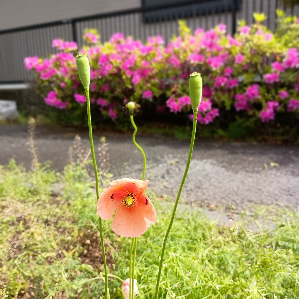 自遊人 tweet media