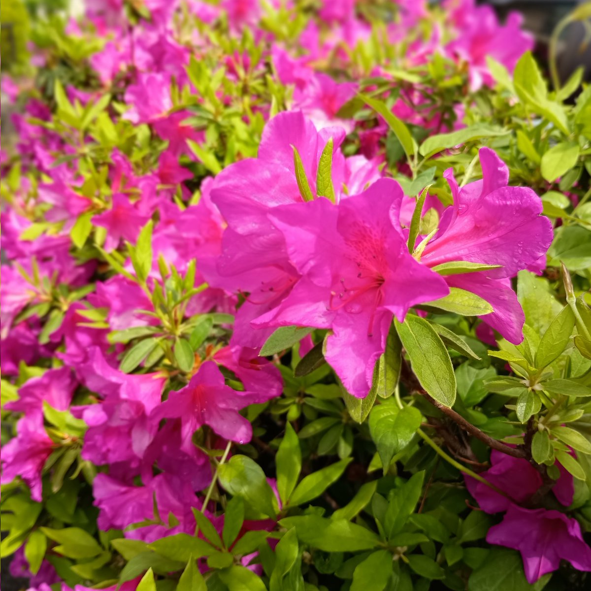 自遊人 tweet media