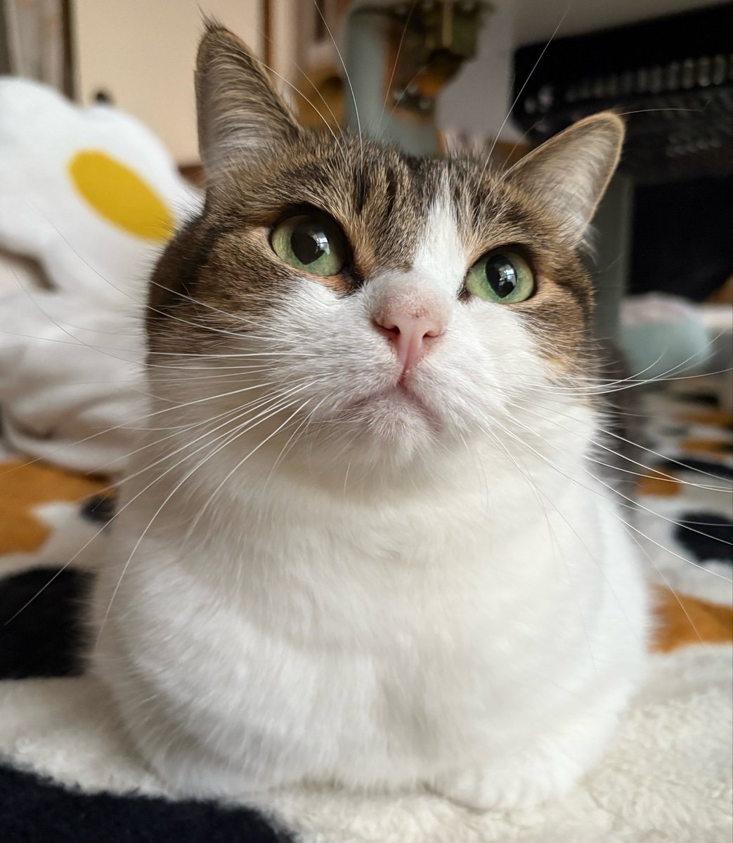 ニコちゃんとこたろう先生とトロとわさび姐さん tweet media