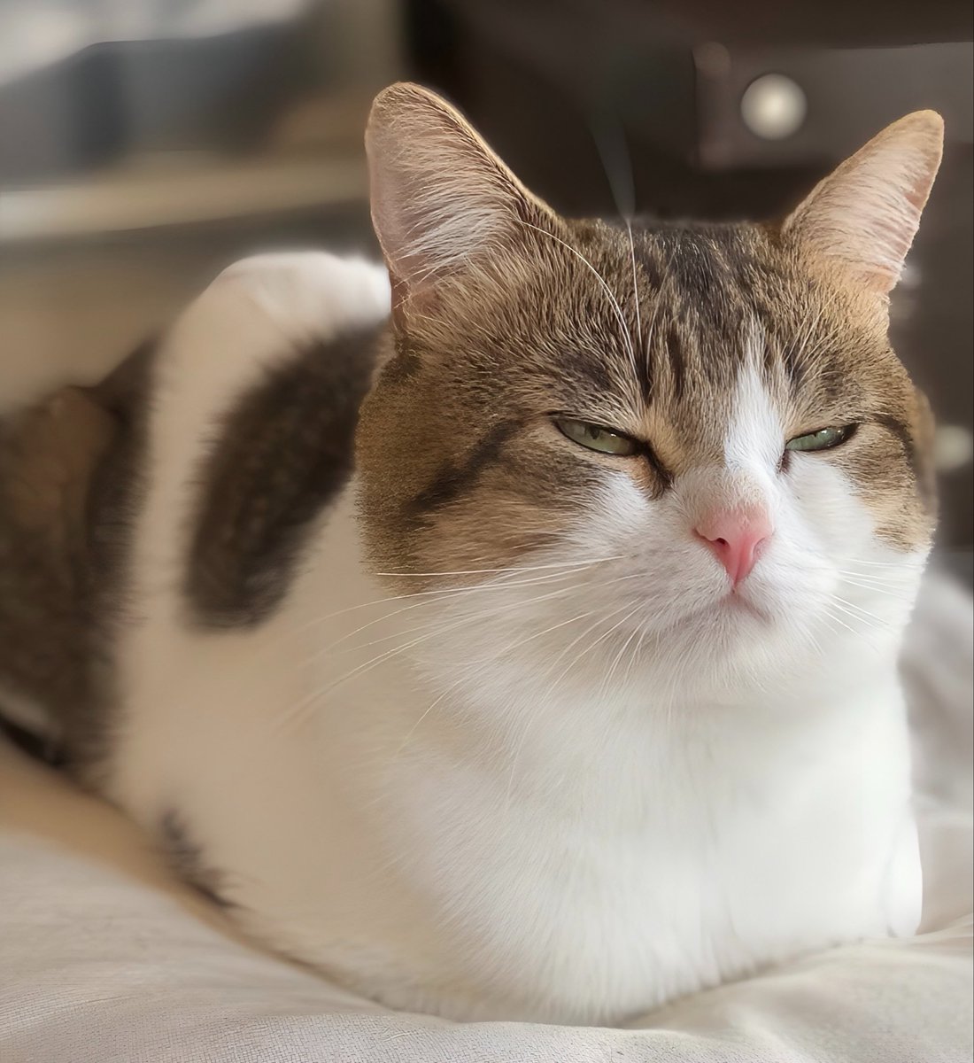 ニコちゃんとこたろう先生とトロとわさび姐さん tweet media