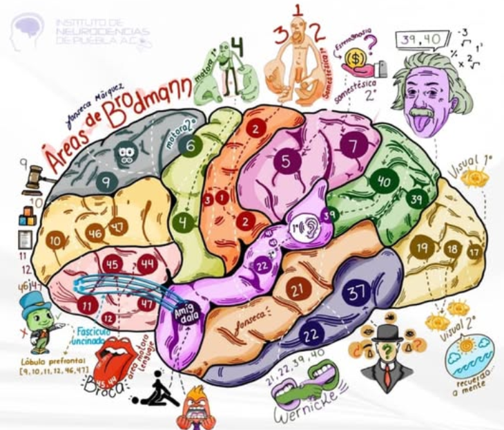 Anatomia FacMed tweet media