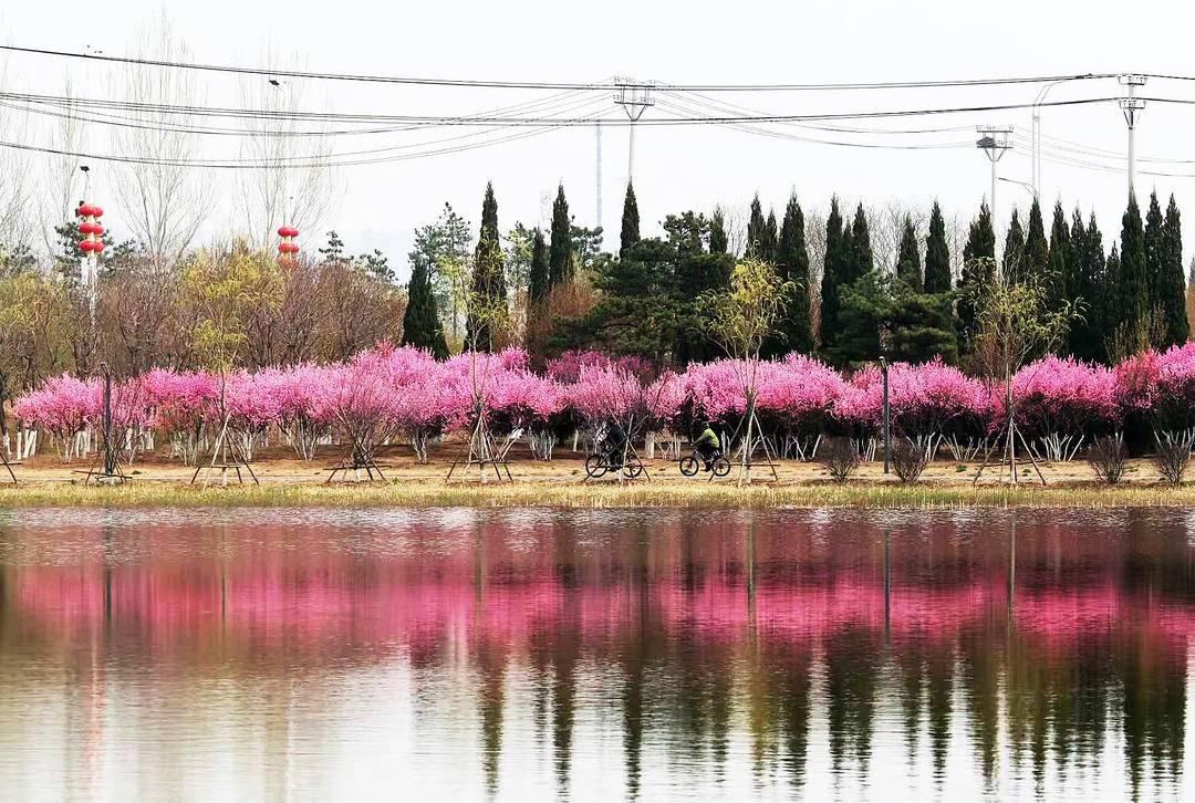 LiaoningC's tweet photo. On the banks of the Daling River, #Chaoyang, #Liaoning Province, pink flowering plums are in full bloom. Their delicate blossoms paint a breathtaking spring scene. Would you come for a spring walk here?
#LiaoningTravel #SpringInChina #FlowerSeason #ChinaTravel https://t.co/wbEwE7oy3j