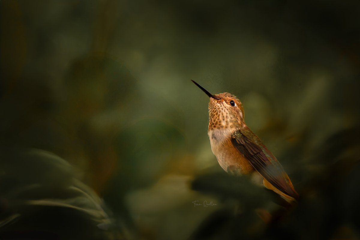aHeartSoFull's tweet image. Photo Dump #8 

I thought I'd change it up and focus on Hummingbirds today.  

#1 - Black-Chinned (do you see his hiding eye?)
#2 - Rufous
#3 - Allen's
#4 - Anna's (Video)

#Smallbirds #Hummingbirds #Nature #wildlife