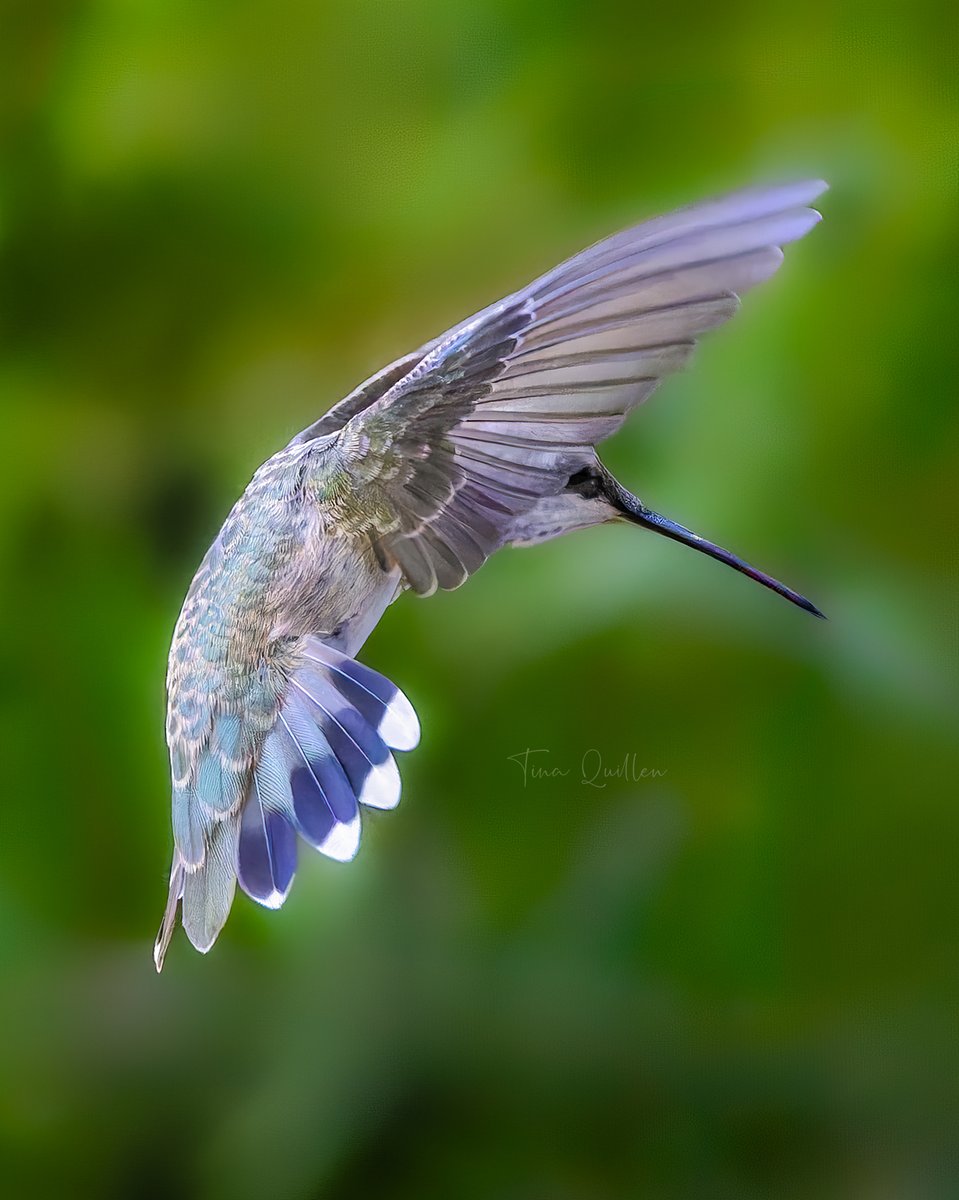 aHeartSoFull's tweet image. Photo Dump #8 

I thought I'd change it up and focus on Hummingbirds today.  

#1 - Black-Chinned (do you see his hiding eye?)
#2 - Rufous
#3 - Allen's
#4 - Anna's (Video)

#Smallbirds #Hummingbirds #Nature #wildlife