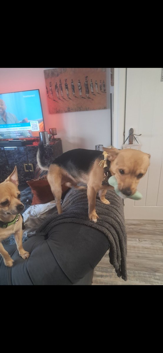 VIVI the Duchess, British and Proud 👸👑🇬🇧 tweet media