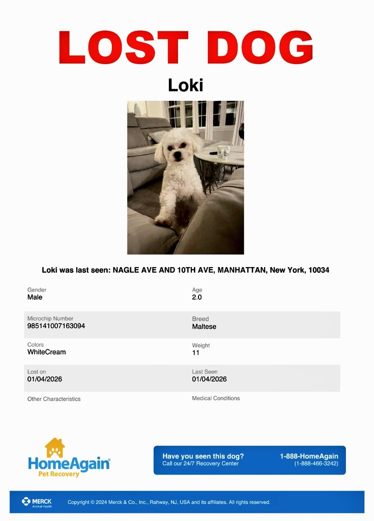 MeowMiya88's tweet image. 📢🇺🇸🗽⏳️🚨😿💔🐶Please RT to find Loki #NYC #missingdog #lostdog #Manhattan #dogsoftwitter #DogsOfX @HAPetRescuer