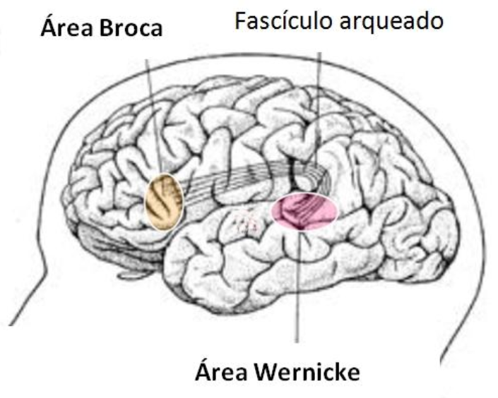 Anatomia FacMed tweet media