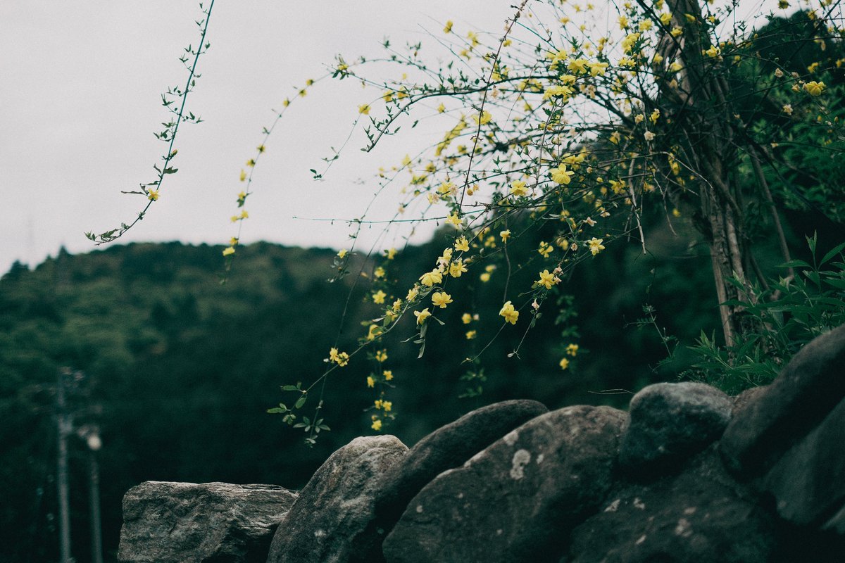 kyubinoneko's tweet image. #photography #JapanVibes 散策