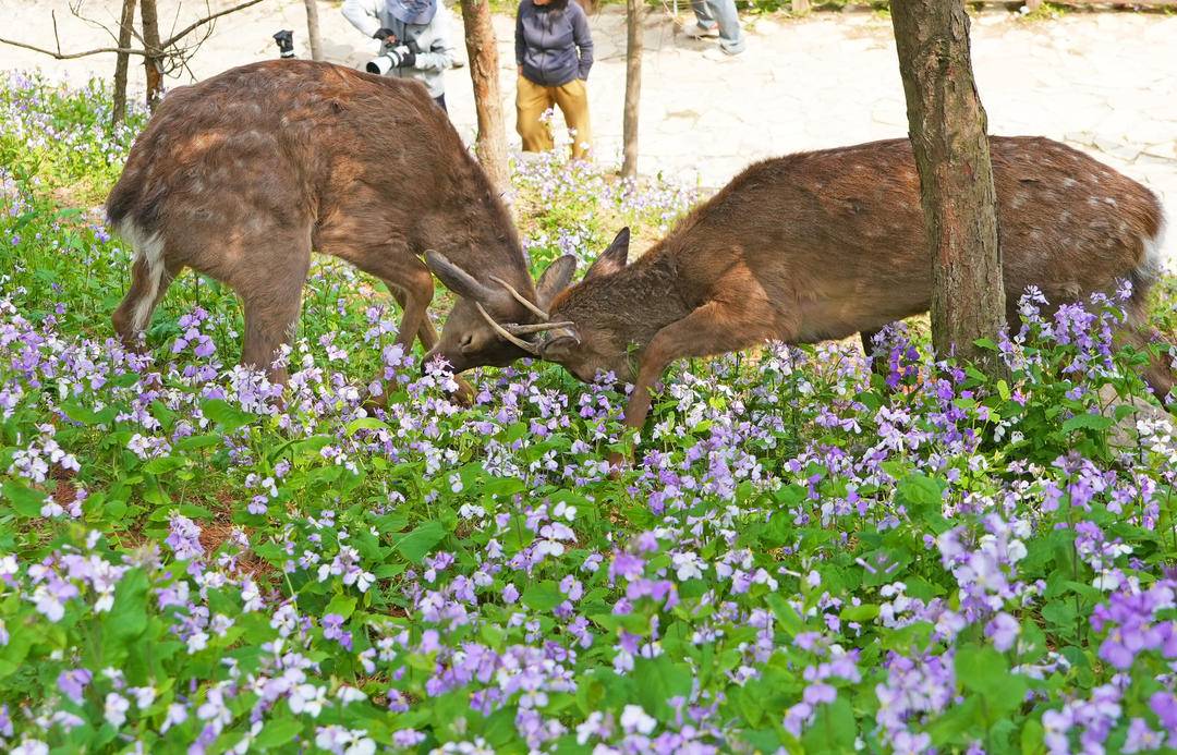 iLiaoning's tweet photo. At Lianhua Mountain in Dalian, #Liaoning Province, cute spotted deer wander and play freely among blooming spring flowers. Isn’t this dreamy fairyland view absolutely heartwarming?
#LiaoningTravel #SpringVibes #SikaDeer #NatureBeauty #ChinaSpring https://t.co/aqFk3nOlu7
