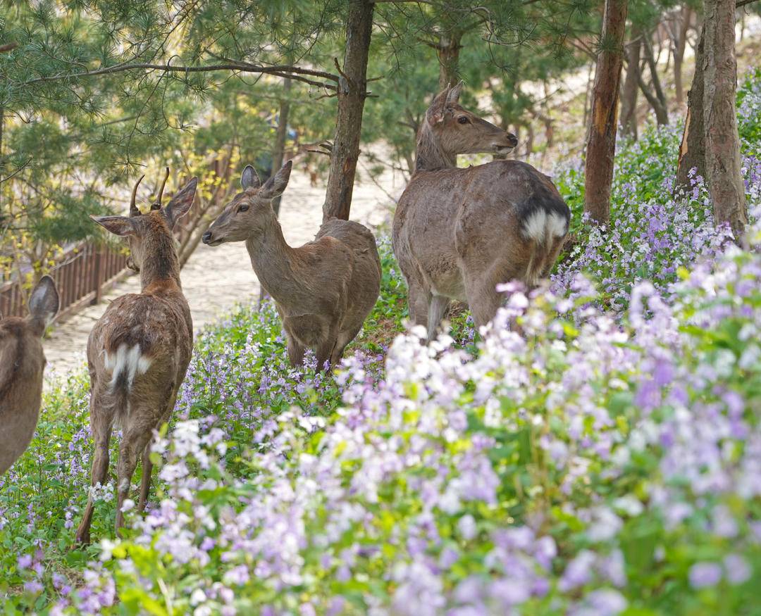 iLiaoning's tweet photo. At Lianhua Mountain in Dalian, #Liaoning Province, cute spotted deer wander and play freely among blooming spring flowers. Isn’t this dreamy fairyland view absolutely heartwarming?
#LiaoningTravel #SpringVibes #SikaDeer #NatureBeauty #ChinaSpring https://t.co/aqFk3nOlu7