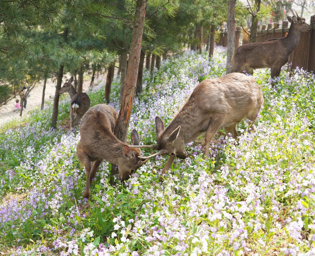 iLiaoning's tweet photo. At Lianhua Mountain in Dalian, #Liaoning Province, cute spotted deer wander and play freely among blooming spring flowers. Isn’t this dreamy fairyland view absolutely heartwarming?
#LiaoningTravel #SpringVibes #SikaDeer #NatureBeauty #ChinaSpring https://t.co/aqFk3nOlu7
