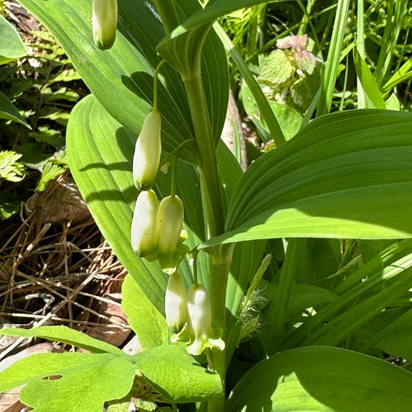 いわむらかずお絵本の丘美術館 tweet media