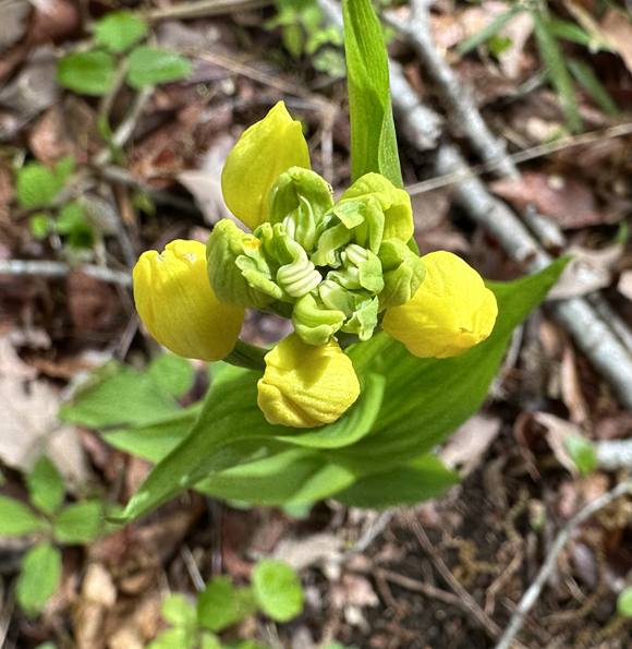 いわむらかずお絵本の丘美術館 tweet media