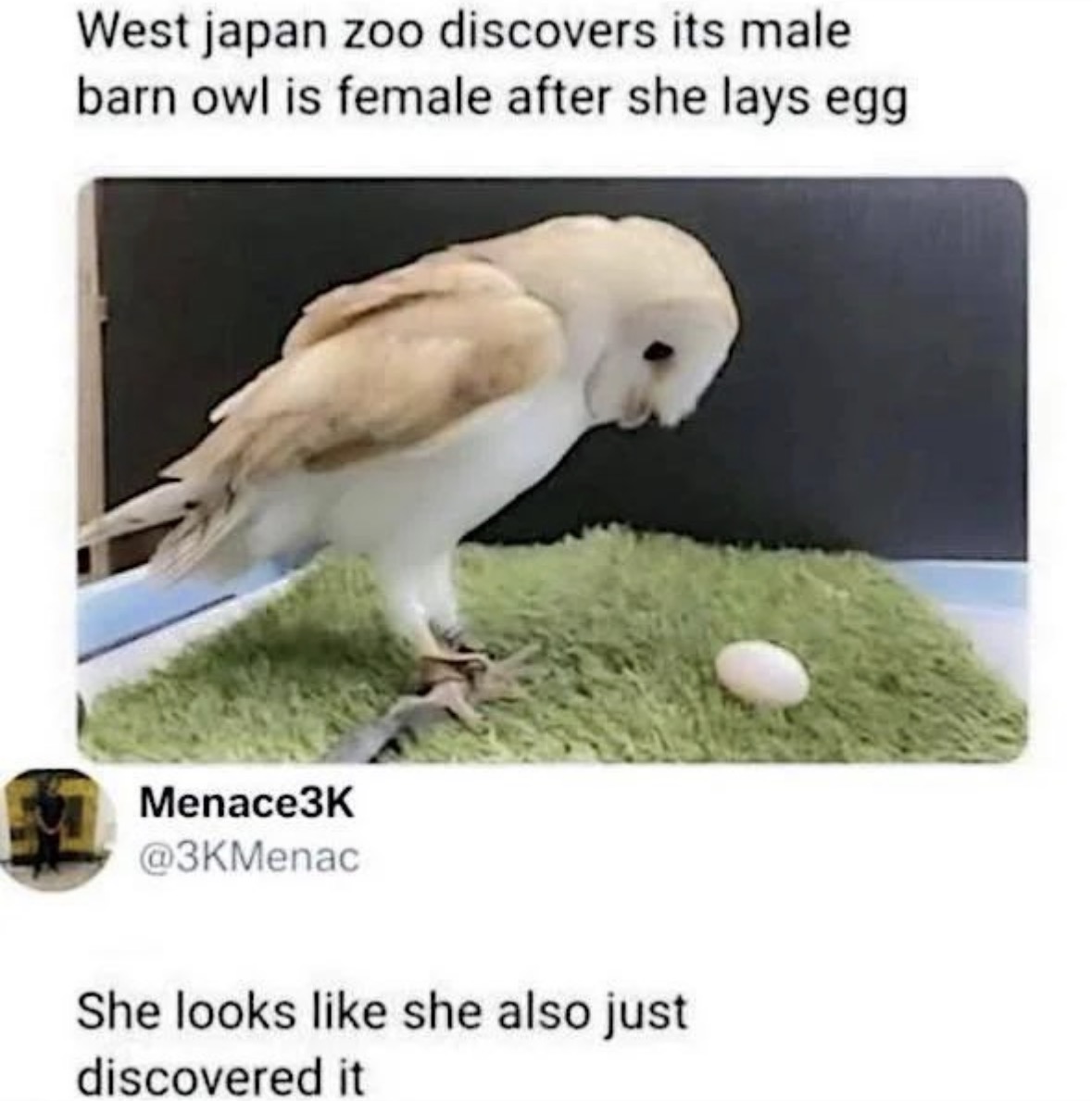 Respectful Memes tweet media