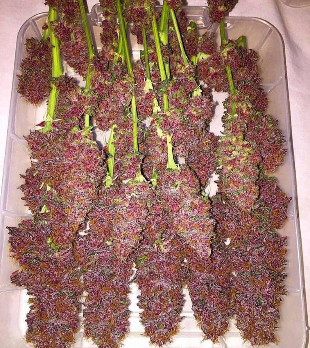 STONERS R US 🍃 tweet media