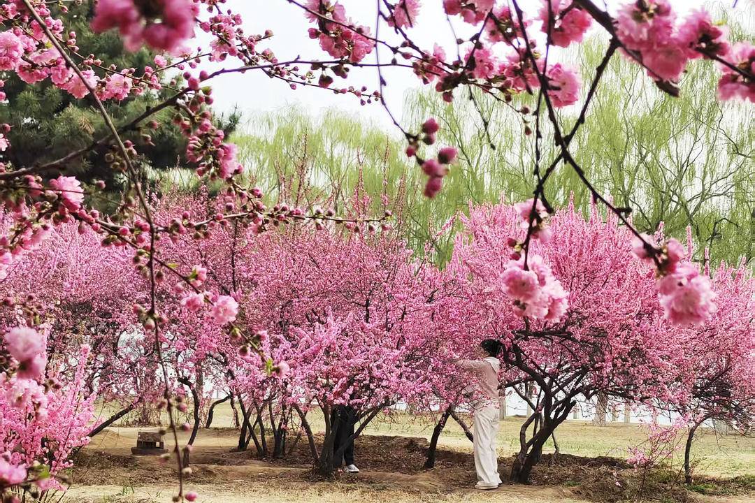 iLiaoning's tweet photo. On the banks of the Daling River, Chaoyang, Liaoning Province, pink flowering plums are in full bloom. Their delicate blossoms are mirrored in the gentle water, painting a breathtaking spring scene. Would you come for a spring walk here?
#LiaoningTravel #SpringInChina https://t.co/tN4p5EJf9W