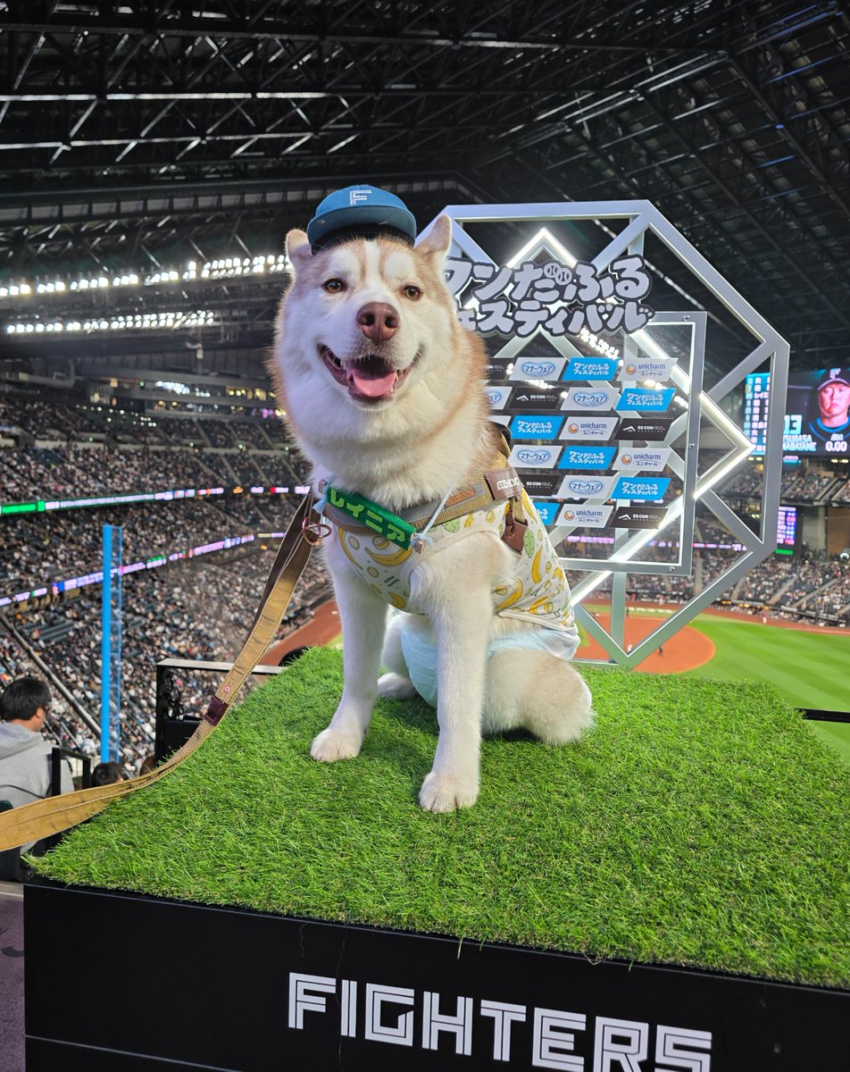 FightersPR's tweet photo. きのう、エスコンフィールドへ遊びにきてくれたワンちゃんたち🐶💕

フォトスポットで写真を撮ったり、イベントを満喫🐾

次回《ワンだふるフェスティバル2026 Supported by ユニ・チャーム》は、5/20(水)開催です🏟

▼特設サイトはこちら
https://t.co/kOQ5kaEc68

#lovefighters https://t.co/U3erfE08Kr
